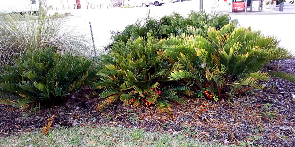 [Several bushes grouped together and then another off to the left of the main grouping. The many branches all have long thin leaves which extend upward to the sky. There are enough branches and leaves that one can not see through the plant. At the bottom of two of the bushes on the main grouping are large red-orange seeds.]